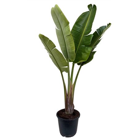 Strelitzia Nicolai