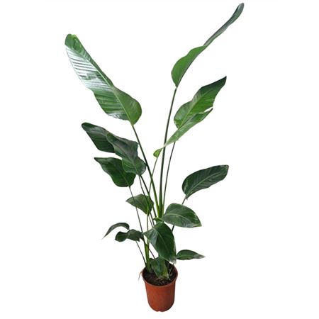 Strelitzia Nicolai