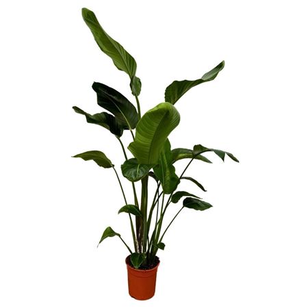 Strelitzia Nicolai