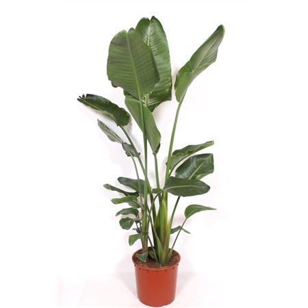 Strelitzia Nicolai