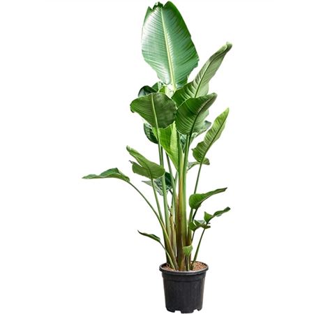 Strelitzia Nicolai