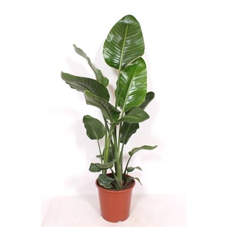 Strelitzia Nicolai