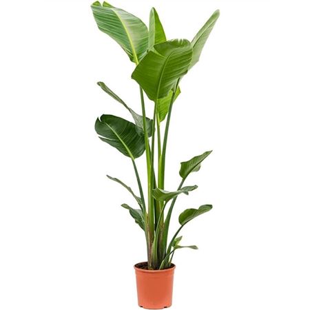 Strelitzia Nicolai