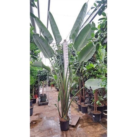 Strelitzia Nicolai