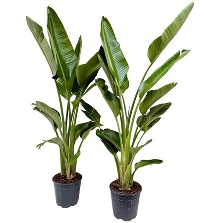 Strelitzia Nicolai
