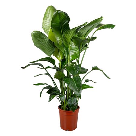 Strelitzia Nicolai 5pp