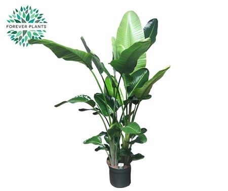 Strelitzia Nicolai