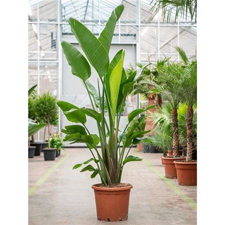Strelitzia Nicolai