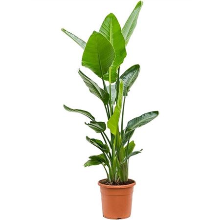 Strelitzia Nicolai