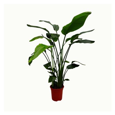 Strelitzia Nicolai 3pp.