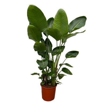 Strelitzia Nicolai 6pp.