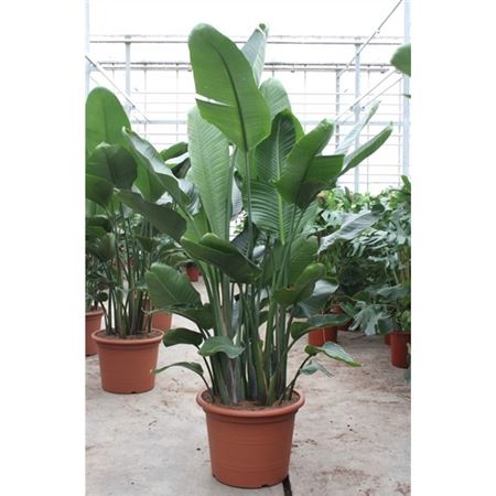 Strelitzia Nicolai