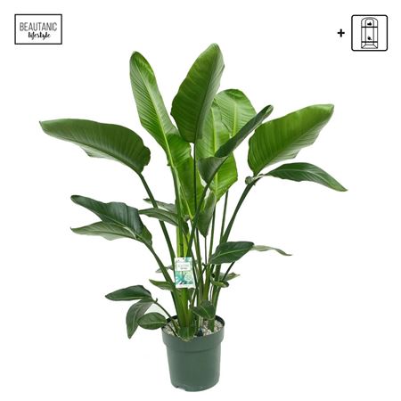 Strelitzia Nicolai + Watermeter