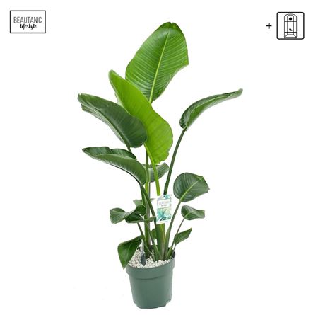 Strelitzia Nicolai + Watermeter