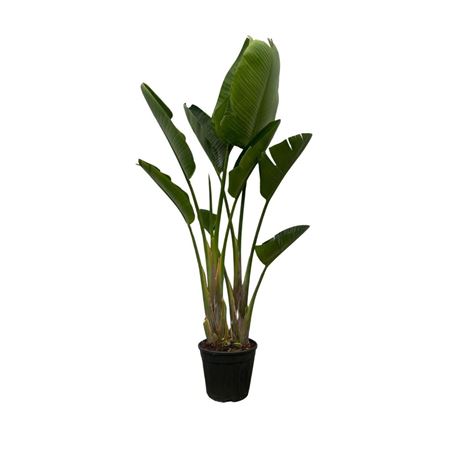 Strelitzia Nicolai 2pp
