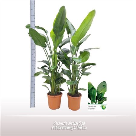 Strelitzia Nicolai 3pp.