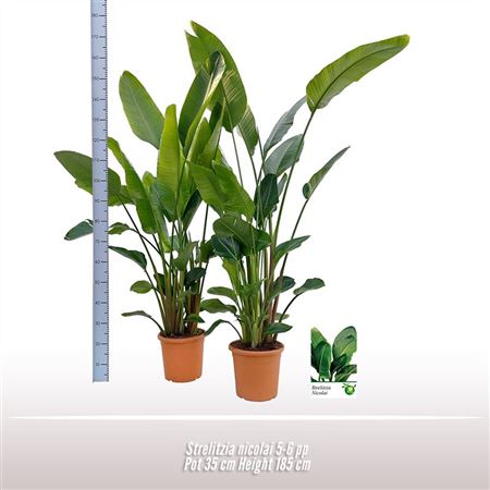 Strelitzia Nicolai 5pp