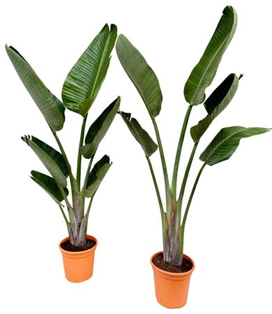 Strelitzia Nicolai