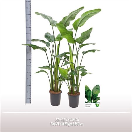Strelitzia Nicolai 3pp.