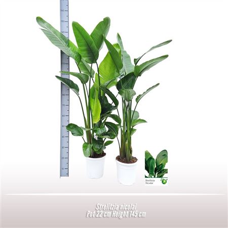 Strelitzia Nicolai 3pp.