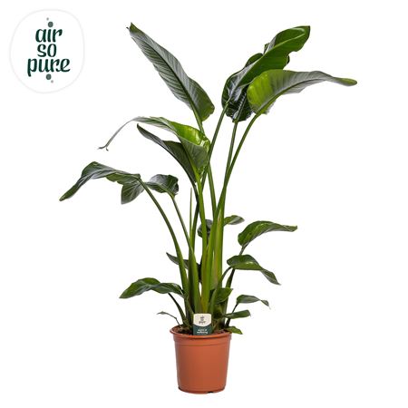 Strelitzia Nicolai