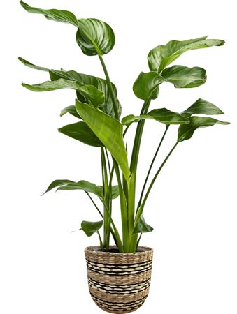 Strelitzia Nicolai 3+ In Nairobi Basket