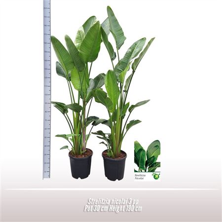 Strelitzia Nicolai 3pp.