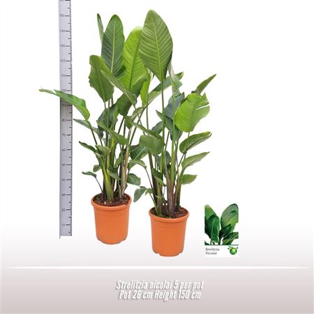 Strelitzia Nicolai 5pp