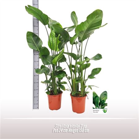 Strelitzia Nicolai 3pp.