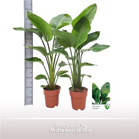 Strelitzia Nicolai