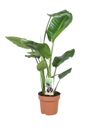 Strelitzia Nicolai
