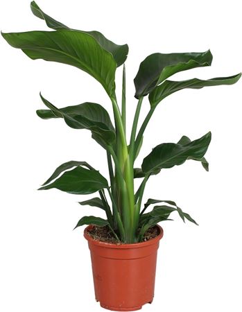 Strelitzia Nicolai 2pp
