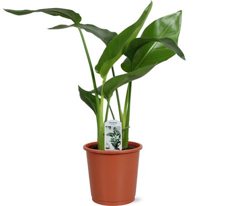 Strelitzia Nicolai 2pp