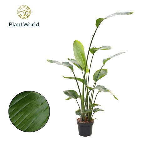 Strelitzia Nicolai 3 Pp (zonder Bloem) 160-180