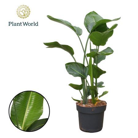 Strelitzia Nicolai 3 Pp (zonder Bloem) 120-140
