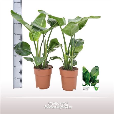 Strelitzia Nicolai