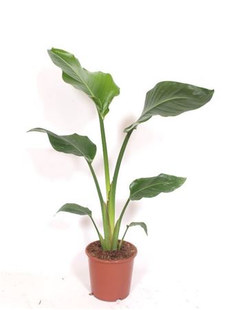 Strelitzia Nicolai