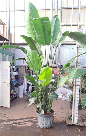Strelitzia Nicolai