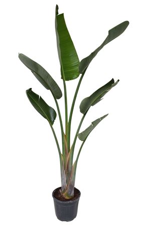 Strelitzia Nicolai 1pp