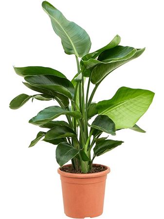 Strelitzia Nicolai