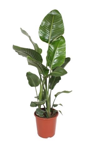 Strelitzia Nicolai