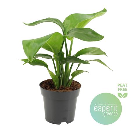 Strelitzia Nicolai