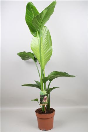 Strelitzia Nicolai