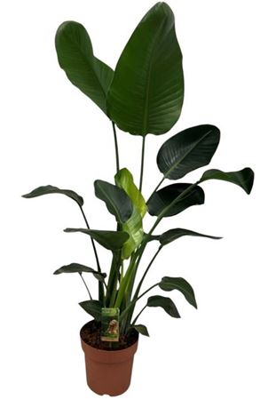 Strelitzia Nicolai