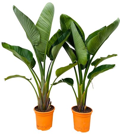 Strelitzia Nicolai 2pp