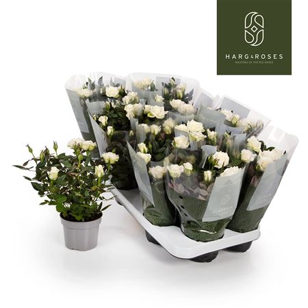 Rosa Kordana Alaska White