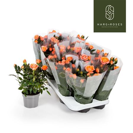 Rosa Kordana Aloha Salmon