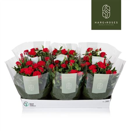 Rosa Kordana Apachi Red In Bowl