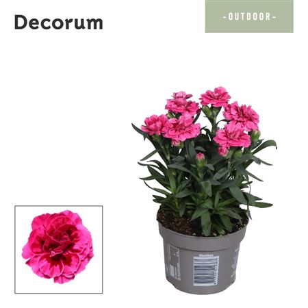 Dianthus Oscar Purple Wings (decorum)