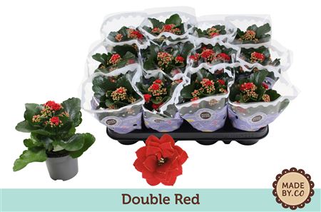 Кэл Рос Ред